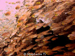 Komodo Island - Dive Site: The Aquarium by Stephanie Ti 
